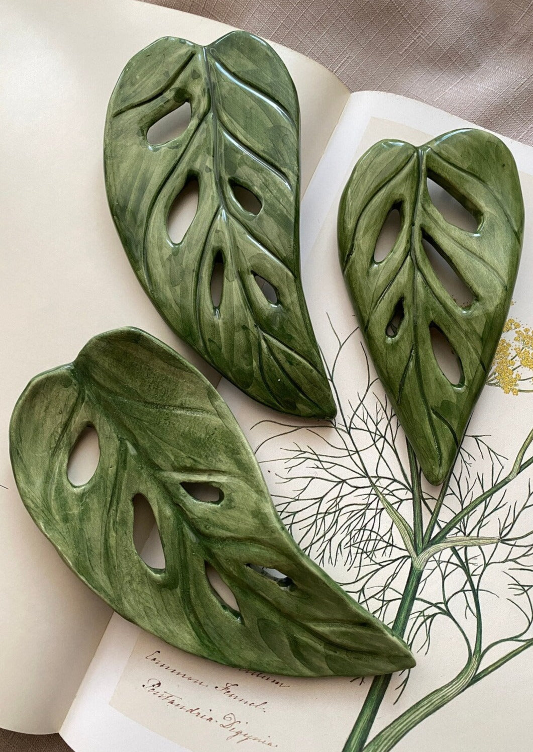 FOGLIA - Monstera Adansonii