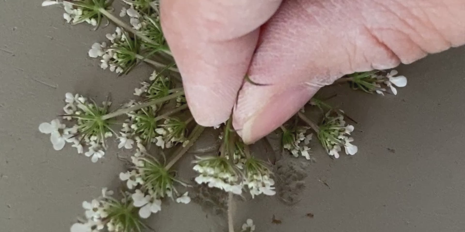 Carica il video: 